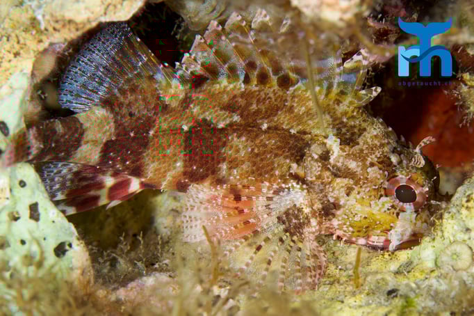  Kleiner Drachenkopf © Robert Hansen, April 2016