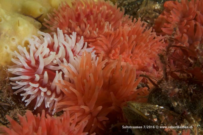  Farbkomposition © Robert Hansen