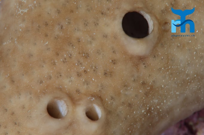  Schwammformationen © Robert Hansen, Gozo Oktober 2015