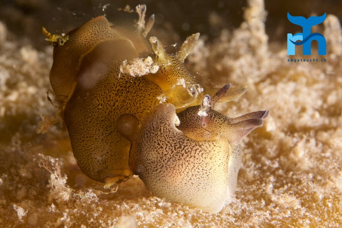 Die Seehasen bei der Paarung © Robert Hansen