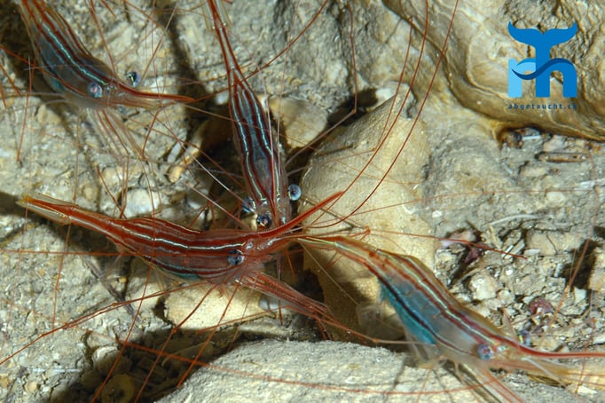  Die Garnelen in der Shrimpscave, die über einen 37 Meter tiefen Eingang erreicht wird © Robert Hansen, Gozo Oktober 2015