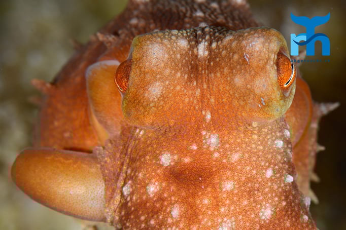  Der Oktopus interessiert sich für die Kamera © Robert Hansen, Gozo Oktober 2015