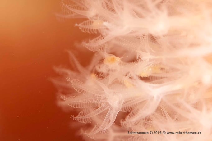  Tentakel einer Totemannshand © Robert Hansen