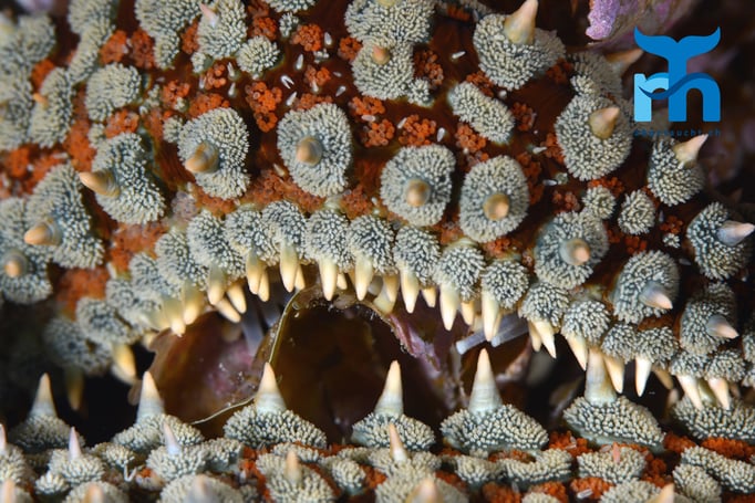  Die Arme des Eisseesternes © Robert Hansen, Gozo Oktober 2015