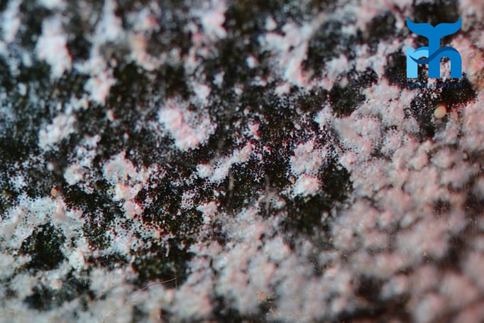  Nah dran. Doch was sind diese runden Gebilde? © Robert Hansen, Gozo Oktober 2015