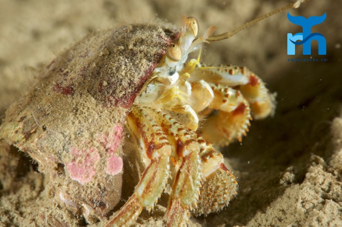  Einsiedlerkrebs auf Wanderschaft © www.roberthansen.ch