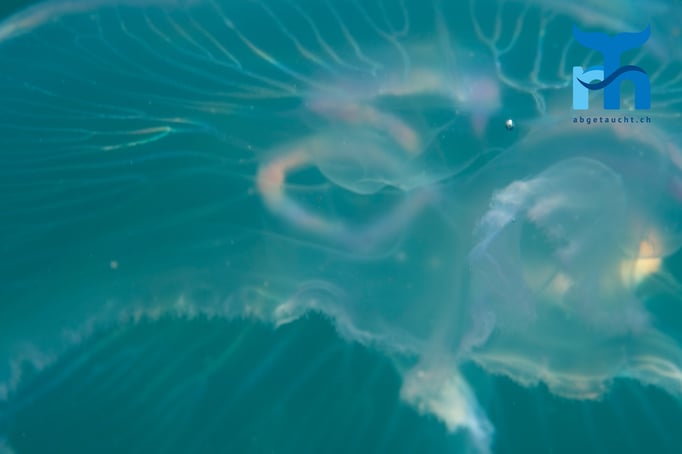  Angeknabberte Ohrenqualle © Robert Hansen