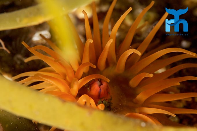  Anemonenfarbenpracht © Robert Hansen