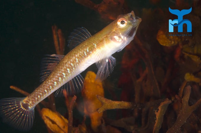  Kleiner Fisch, grosse Klappe © Robert Hansen