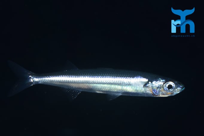  Plötzlich ganz viel Licht. Ein Fischlein während des Nachttauchganges © Robert Hansen, Gozo Oktober 2015