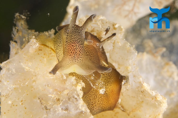 Ein Seehase unterwegs © Robert Hansen