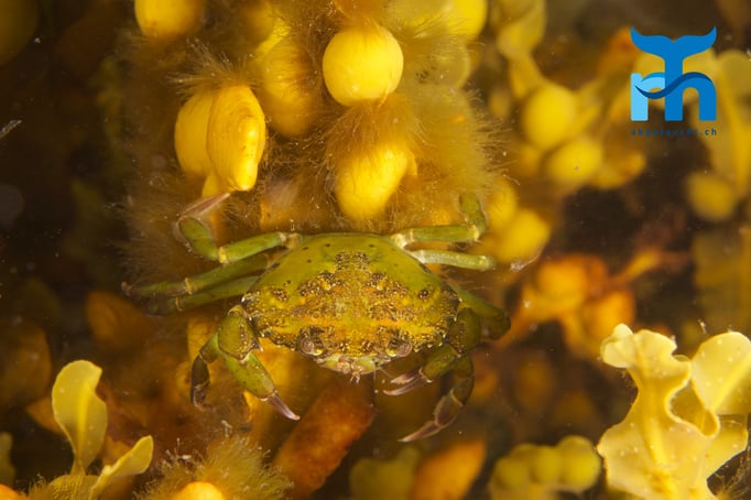  Krabbe sucht im Seetang nach Nahrung © Robert Hansen