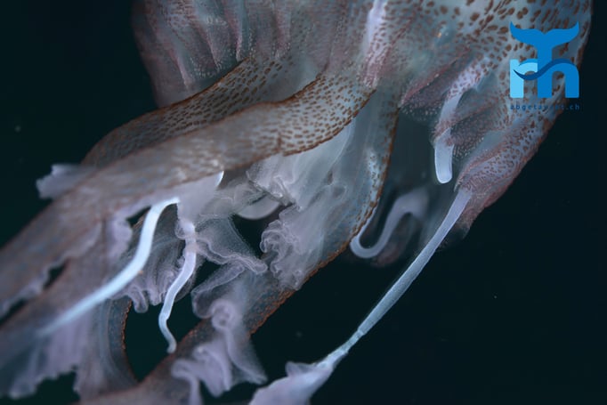  Glibbrige Schönheit: Die Tentakel einer Kompassqualle © Robert Hansen, Gozo Oktober 2015 