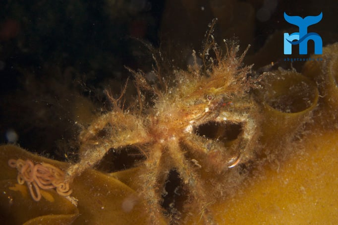 Die Krabbe verschmilzt mit dem Untergrund © Robert Hansen