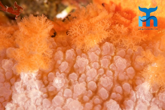  Nahaufnahme der Haut einer Nacktschnecke © Robert Hansen