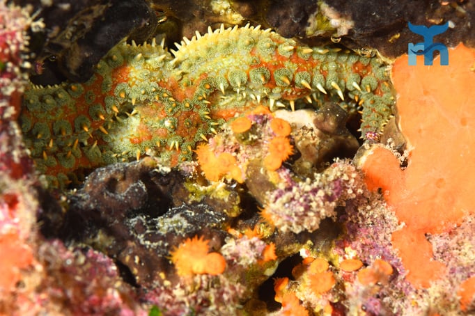  Gut versteckter Eisseestern in einer schmalen Felsgrotte © Robert Hansen