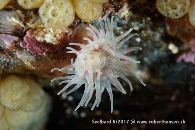  Anemone wartet auf Beute © Robert Hansen