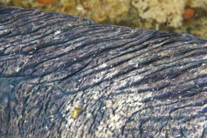  Rückenflosse eines Seewolfes © Robert Hansen