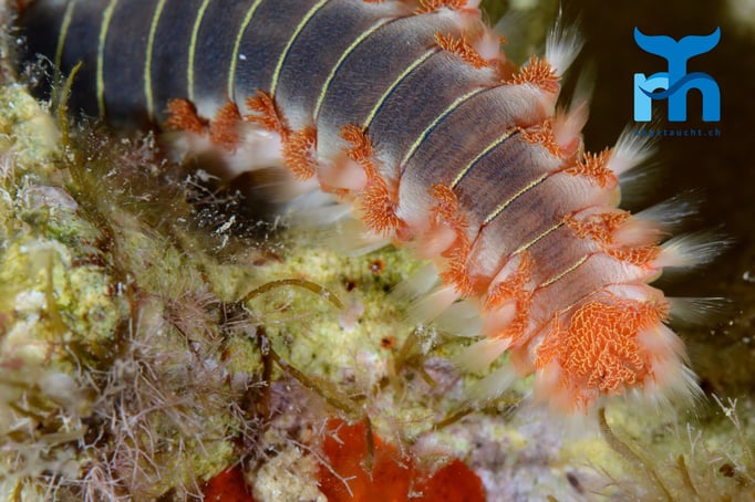  Ein Feuerwurm auf Wanderschaft © Robert Hansen, Gozo Oktober 2015