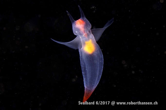  See-Engel im Blauwasser © Robert Hansen