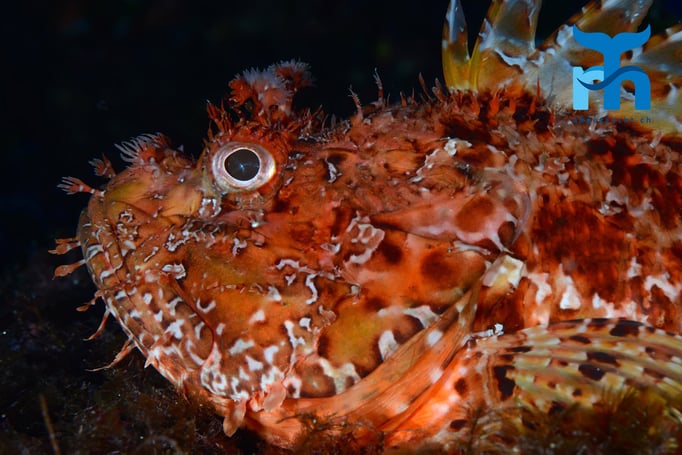  Skorpionfisch wartet auf Beute © Robert Hansen, Gozo Oktober 2015