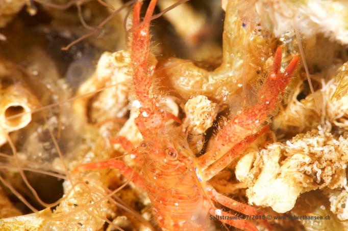  Krebsgetier (galathea nexa) © Robert Hansen