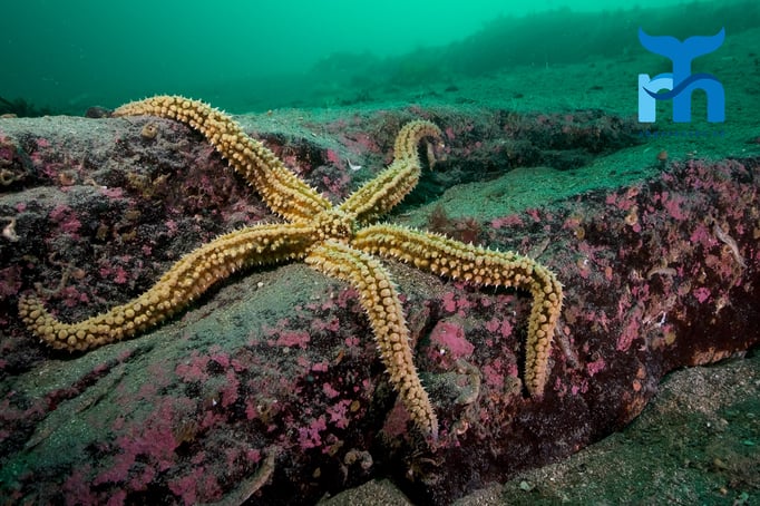  Der Eisseestern legt seine Arme bequem über den Fels © www.roberthansen.ch