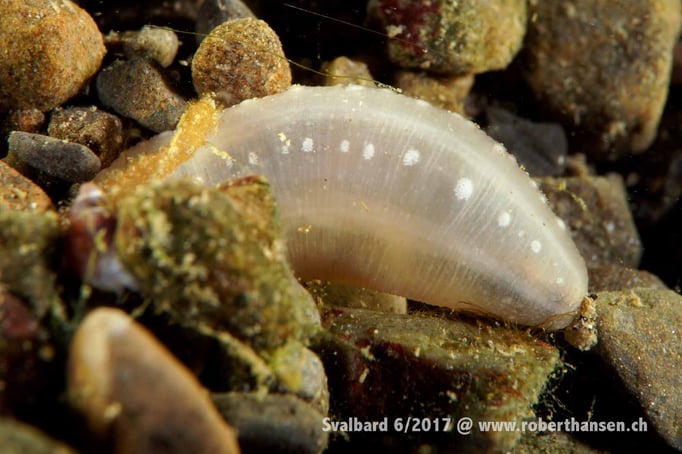  Junge Seegurke © Robert Hansen