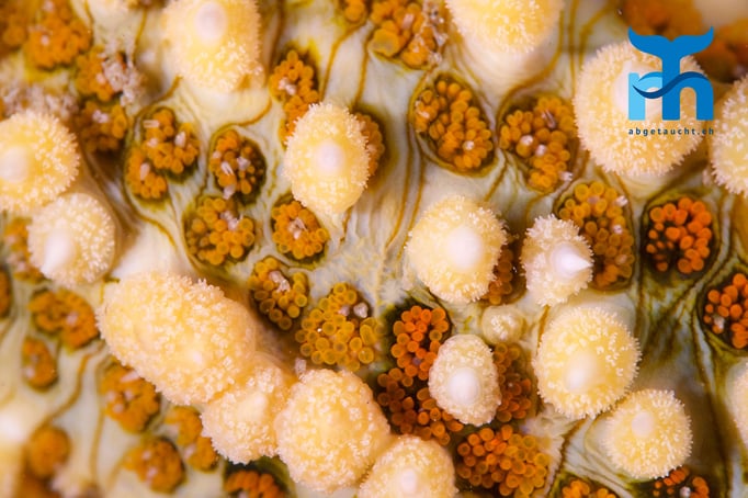  Stark vergrössert: Oberfläche eines Eisseesternes (marthasterias glacialis) © www.roberthansen.ch