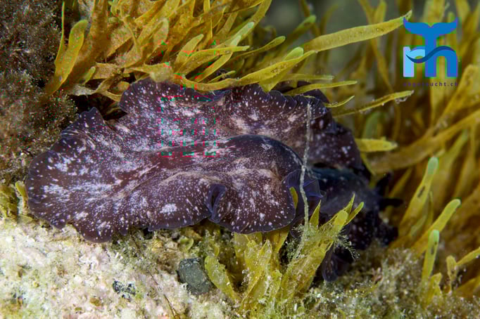  Nacktschnecke im Seegras © Robert Hansen, April 2016