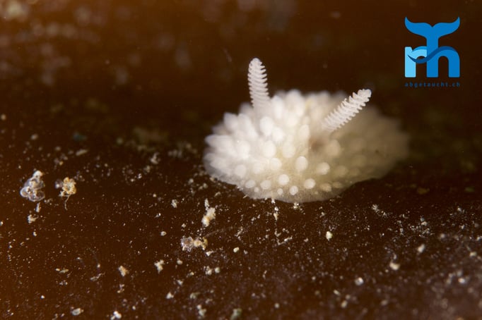  Filigrane Schnecke auf einem Kelpblatt © Robert Hansen