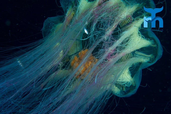  Blaue Nesslequalle im Blauwasser © Robert Hansen