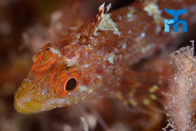  Ein winziger Spitzkopf-Schleimfisch sucht in einer Steilwand Schutz © Robert Hansen, Gozo Oktober 2015
