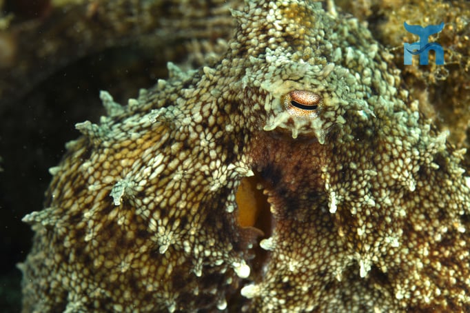  Der Oktopus wagt sich nach einiger Zeit nahe an die Kamera © Robert Hansen