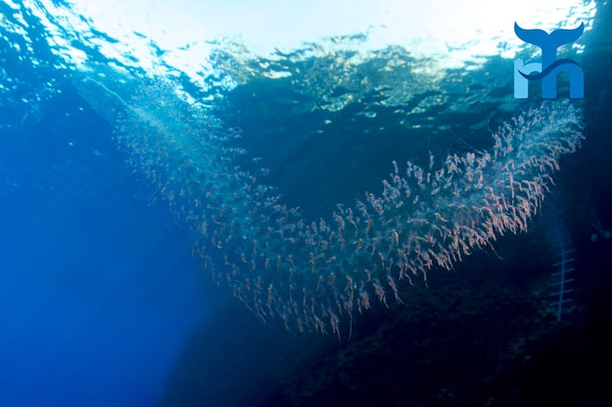  Forskals Staatsqualle mit eingezogenen Tentakeln © Robert Hansen, April 2016