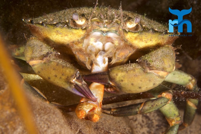 Eine Krabbe verspeist einen Artgenossen © Robert Hansen