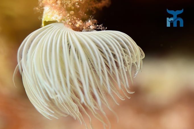  Röhrenwurm mit ausgefahrenen Fangarmen in Lauerstellung © Robert Hansen
