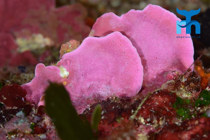  Farbenprächtige Koralle © Robert Hansen, Gozo Oktober 2015