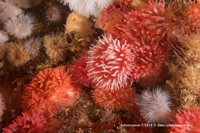  Die Anemonen gedeihen im Nährstoffreichen Wasser prächtig © Robert Hansen