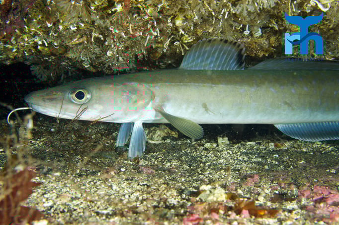  Eine Lange, häufig vorkommende Dorschart © Robert Hansen