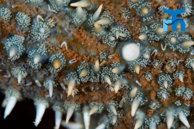  Oberfläche eines Warzen-Seesternes © Robert Hansen, April 2016