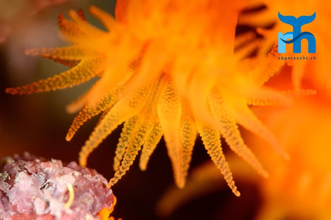  Sternkoralle in fünf Metern Tiefe © Robert Hansen, Gozo Oktober 2015