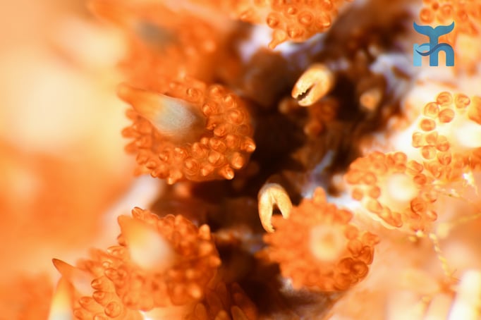  Ausschnitt von zehn Millimetern des Eisseesternes © Robert Hansen