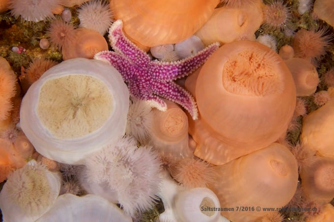  Alleine zwischen Anemonen © Robert Hansen