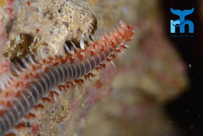  Und nocht ein Feuerwurm... © Robert Hansen, Gozo Oktober 2015