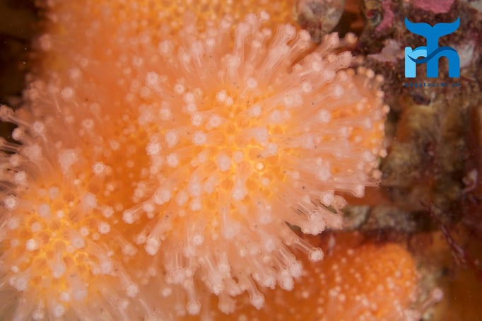  Totemannshand im Canyon von Nesland © Robert Hansen