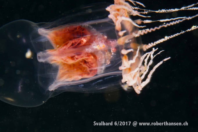  Tranparente Qualle © Robert Hansen