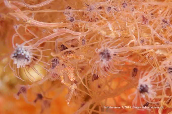  Blumenpolypen in Nahaufnahme © Robert Hansen