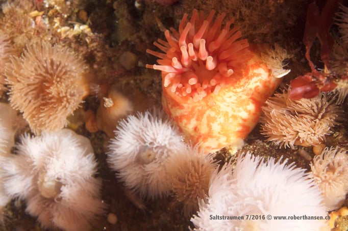  Farbenprächtige Weichkorallen © Robert Hansen