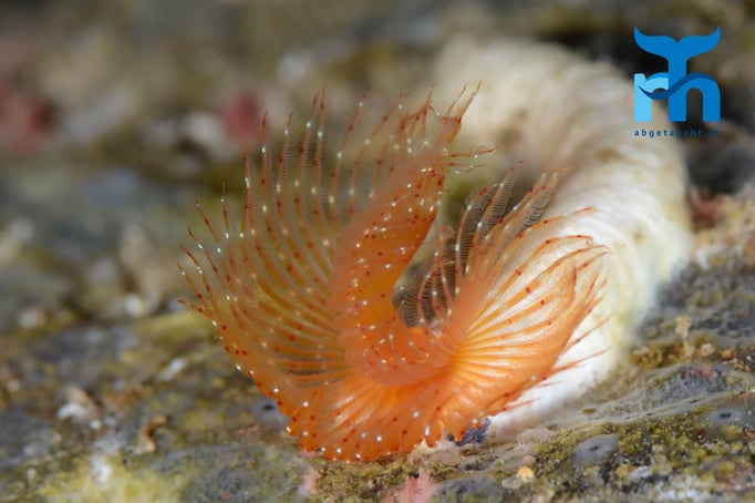  Der Röhrenwurm hat sich auf einem Stein niedergelassen © Robert Hansen, Gozo Oktober 2015